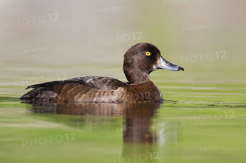 Tufted Duck (Aythya fuligula) female, Brandenburg, Germany