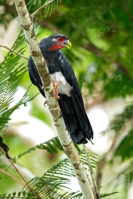 Red-throated Caracara (Ibycter americanus) perched on a branch in the rainforest of Guyana