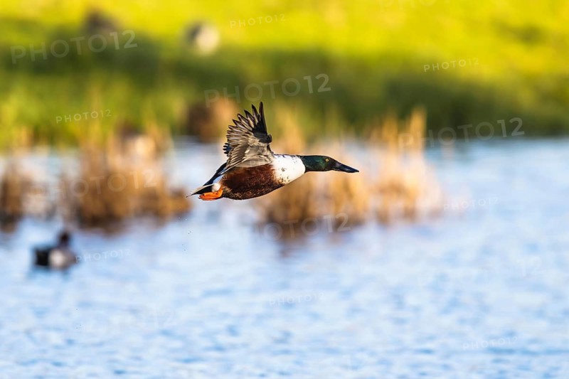 Northern Shoveler, Spatula clypeata, male in flight over marshes