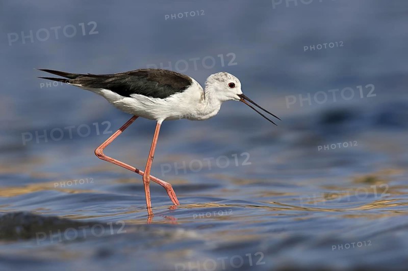 Black-winged Stilt (Himantopus himantopus), Eilat, Israel