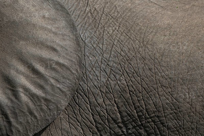 African elephant (Loxodonta africana) detail of ear and skin, Kazinga, Uganda