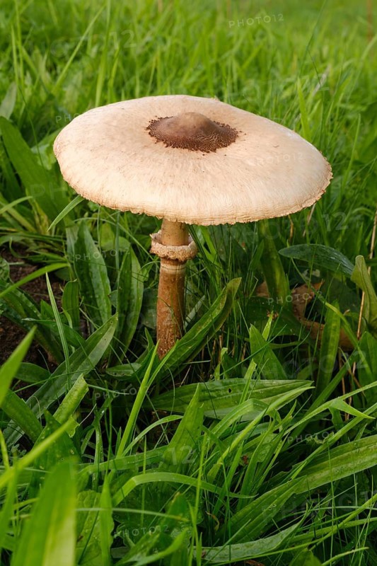 Giant umbrella mushroom in a meadow, parasol mushroom (Macrolepiota procera), mushroom, close-up, Emsland, Lower Saxony, Germany