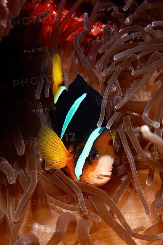 A clownfish, Clark's anemonefish (Amphiprion clarkii), hiding in the tentacles of a sea anemone, dive site Toyapakeh, Nusa Ceningan, Nusa Penida, Bali, Indonesia