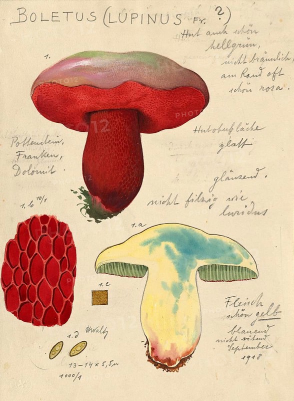 Mushroom, Mushrooms, Wolfs-Röhrling, Rubroboletus lupinus, syn. Boletus lupinus, authentic reproduction of an illustration by Hans Walty (1868-1948) from about 1915, historical