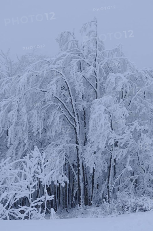 Snow-covered trees in a wintry landscape, all with a blue tint, Gaisberg, Salzburg
