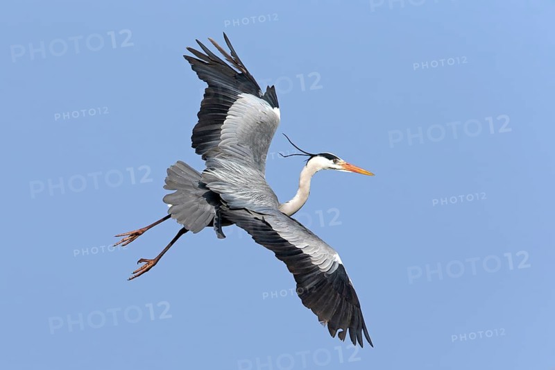 Grey heron, heron, (Ardea cinerea), animals, birds, heron, aerial photograph, Luisenpark, Mannheim, Baden-Württemberg, Germany