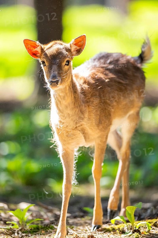 Fallow deer (Dama dama) fawn, in a forest, Bavaria, Germany