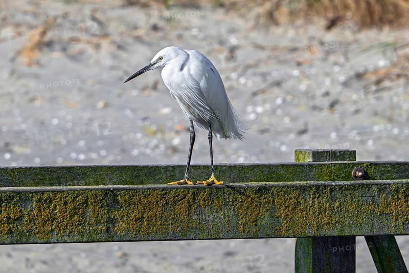 Little egret (Egretta garzetta) perched on wooden footbridge in the dunes along the North Sea coast in late winter, early spring
