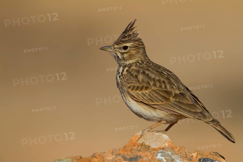 Thekla Lark - Theklalerche - Galeridae theklae ssp. theresae, Morocco, adult