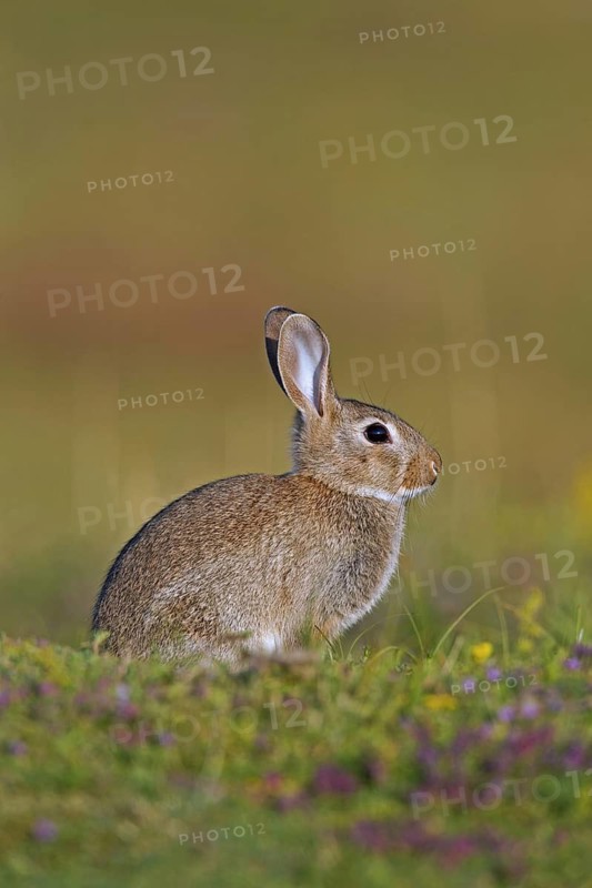Young European rabbit (Oryctolagus cuniculus), common rabbit sitting in meadow