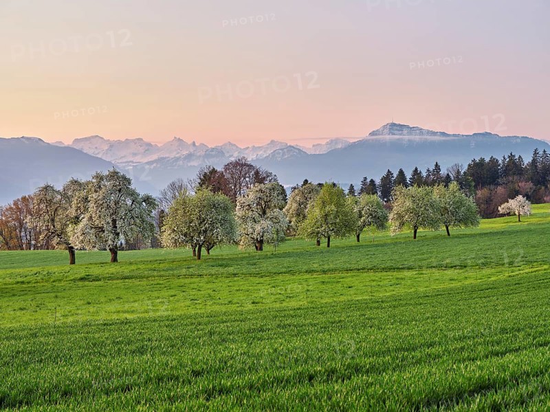 Flowering pear trees (Pyrus communis) in the light of dusk, in the background the snow-covered Alps with the Rigi, Beinwil, Freiamt, Canton Aargau, Switzerland