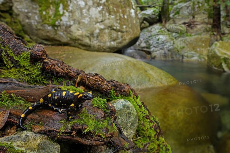 Animals, amphibians, fire salamanders in the biotope, habitat, real salamanders, amphibians, (Salamandra salamandra), water, water