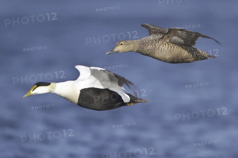 Common Eider (Somateria mollissima) flying, Manitoba, Canada
