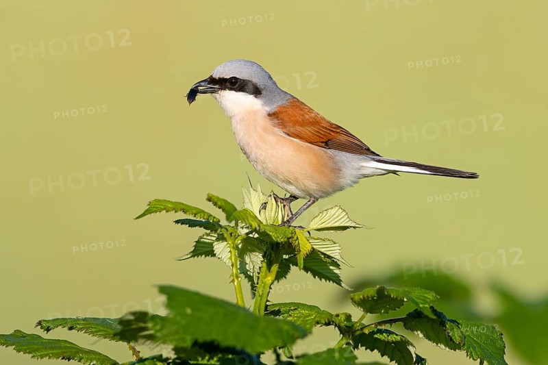 Red-backed shrike (Lanius collurio), Pie-griËche Ècorcheur, AlcaudÛn Dorsirrojo, Spider, spider, Hockenheim, Baden-W¸rttemberg, Germany