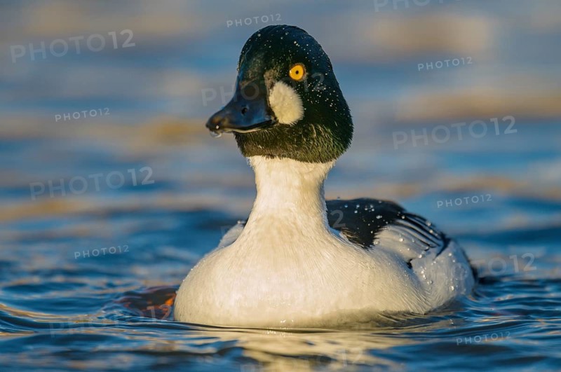 Common Goldeneye (Bucephala clangula) male, Arizona, USA