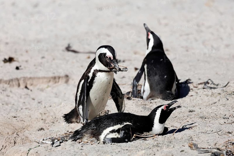 African penguin (Spheniscus demersus), adult, male, female, pair, on nest, nesting material, gift, breeding, beach, Boulders Beach, Simonstown, Western Cape, South Africa, Africa, Germany
