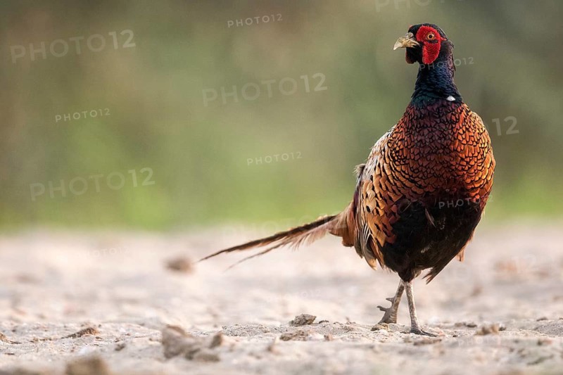 Common Pheasant (Phasianus colchicus) male, Danube Delta, Romania