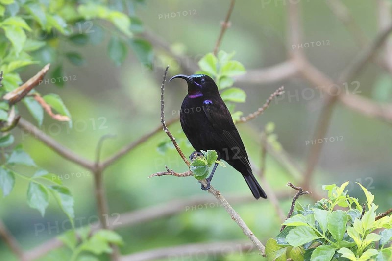 Amethyst sunbird, Chalcomitra amethystina
