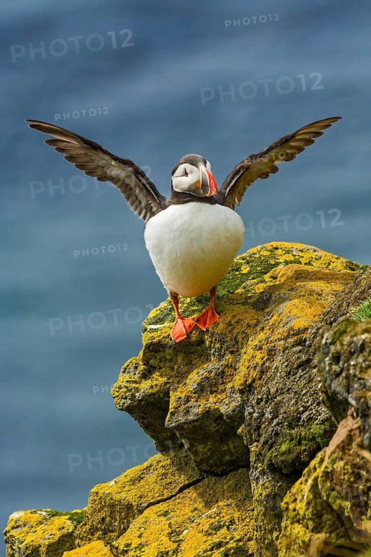 Atlantic Puffin (Fratercula arctica) on cliff, Iceland