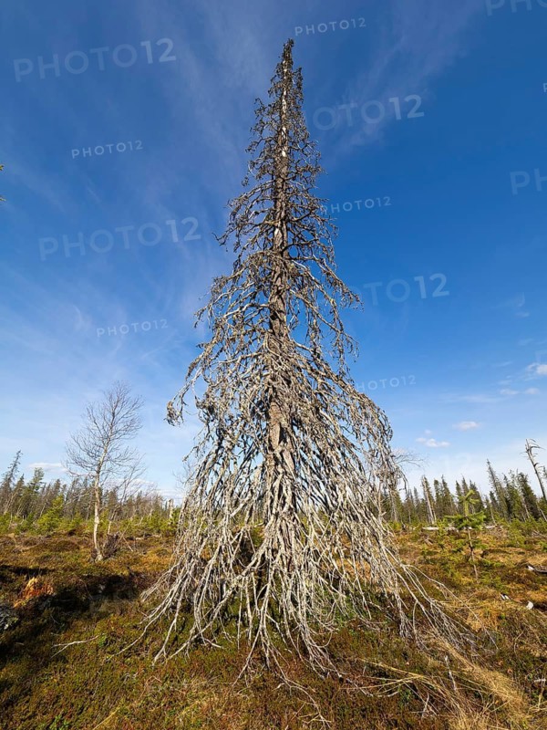 Norway Spruce (picea abies) dead tree among open forestry, May, Finnish Lapland