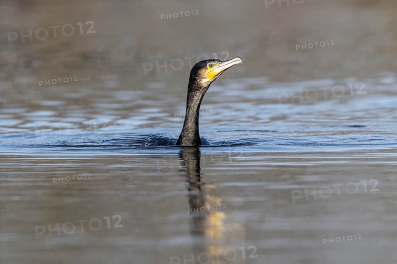 Cormorant (Phalacrocorax carbo), Emsland, Lower Saxony, Germany