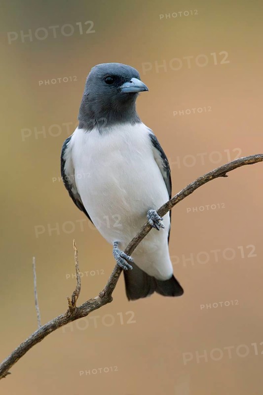 White-breasted Woodswallow (Artamus leucorynchus), New South Wales, Australia