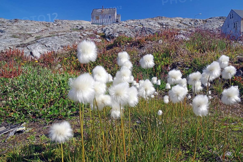 Landscape with white cottongrass flowers in front of huts, Tiniteqilaaq, Tasilaq, Arctic, Greenland, Denmark