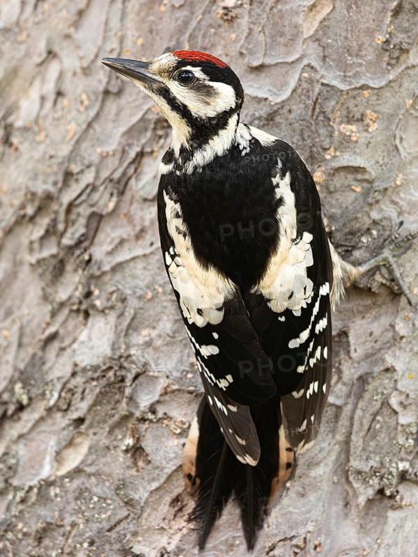 Great Spotted Woodpecker (Dendrocopos major) juvenile, Smaland, Sweden
