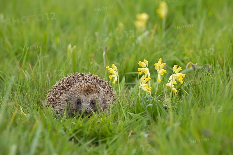 European hedgehog (Erinaceus europaeus) adult animal on a garden grass lawn with Cowslip flowers in the spring, England, United Kingdom