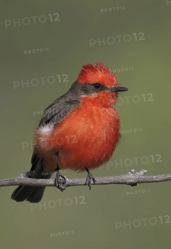 Vermilion Flycatcher (Pyrocephalus rubinus), Arizona, USA