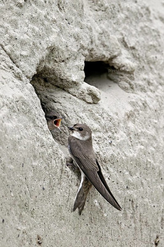 Sand martin (Riparia riparia), feeding its chicks, Reussegg nature reserve, Canton Aargau, Switzerland