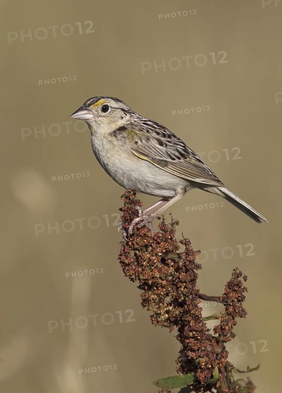 Grasshopper Sparrow (Ammodramus savannarum), Ohio, USA