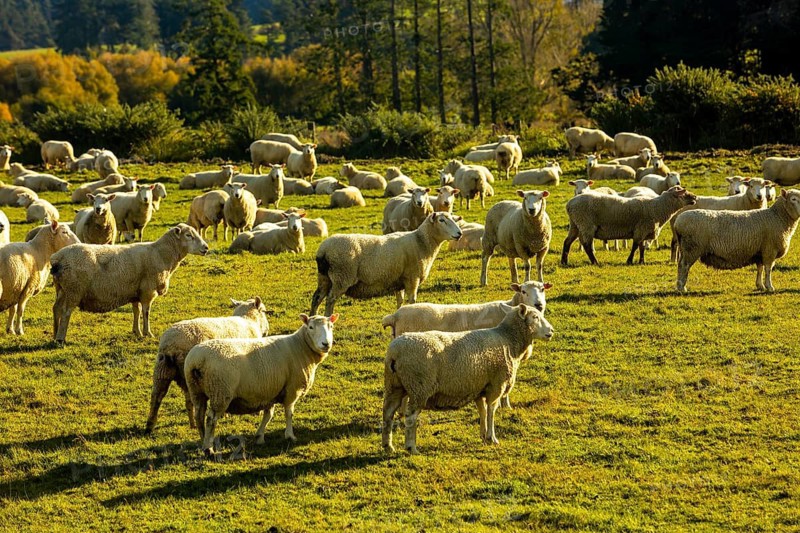 A serene autumn landscape on Mount Cook, New Zealand, showcasing a peaceful flock of sheep grazing under a golden sunset, surrounded by lush greenery and distant forests