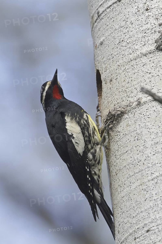 Williamson's Sapsucker (Sphyrapicus thyroideus) male, British Columbia, Canada