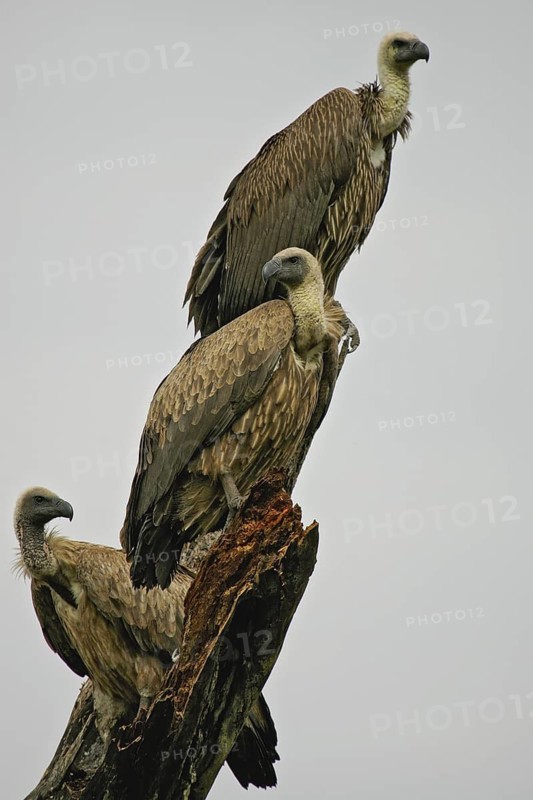 White-backed Vulture (Gyps africanus) group, Serengeti National Park, Tanzania