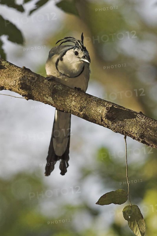 White-throated Magpie-jay (Calocitta formosa), Costa Rica