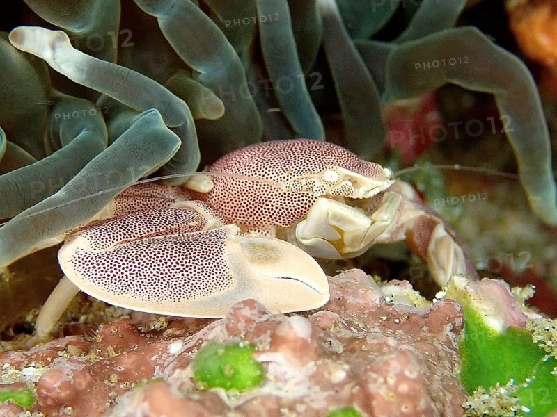 Spotted porcelain crayfish (Neopetrolisthes maculatus)
