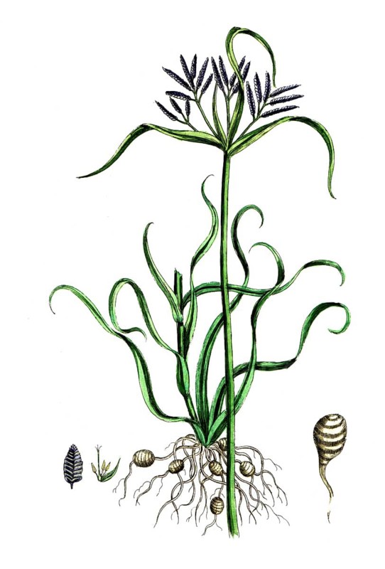 Cyperus rotundus, Cyperus rotundus, digital reproduction of a historical original, between 1790 and 1810