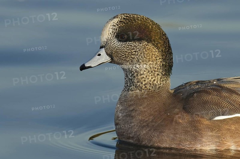 American Wigeon (Mareca americana) male, Arizona, USA