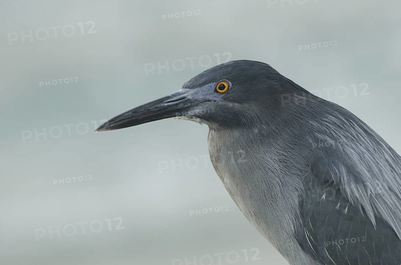 Lava Heron (Butorides sundevalli), Galapagos, Ecuador