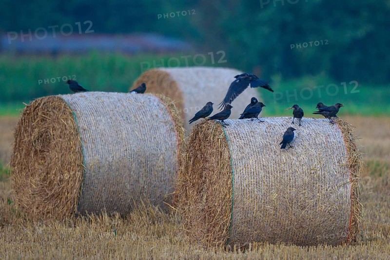 Western Jackdaw (Coloeus monedula) group resting on staw bale, North Rhine-Westphalia, Germany