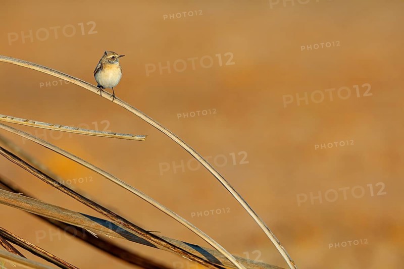 Pied Wheatear, Oenanthe pleschanka, Traquet pie, Collalba Pía Salalah, Muntasar oasis, Dhofar, Oman