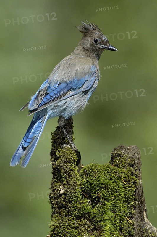 Steller's Jay (Cyanocitta stelleri), Alaska, USA
