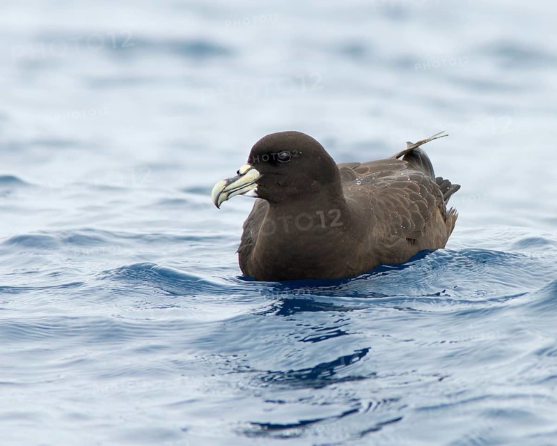 White-chinned Petrel (Procellaria aequinoctialis), Victoria, Australia