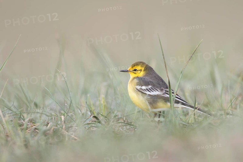Citrine Wagtail - Zitronenstelze - Motacilla citreola ssp. calcarata, Kyrgyzstan, adult female