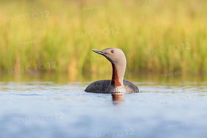 Red-throated Loon (Gavia stellata), Floi, Iceland