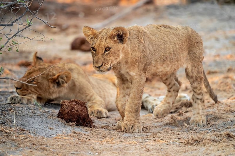 Cub, lion (Panthera leo), Savuti, Chobe National Park, Botswana
