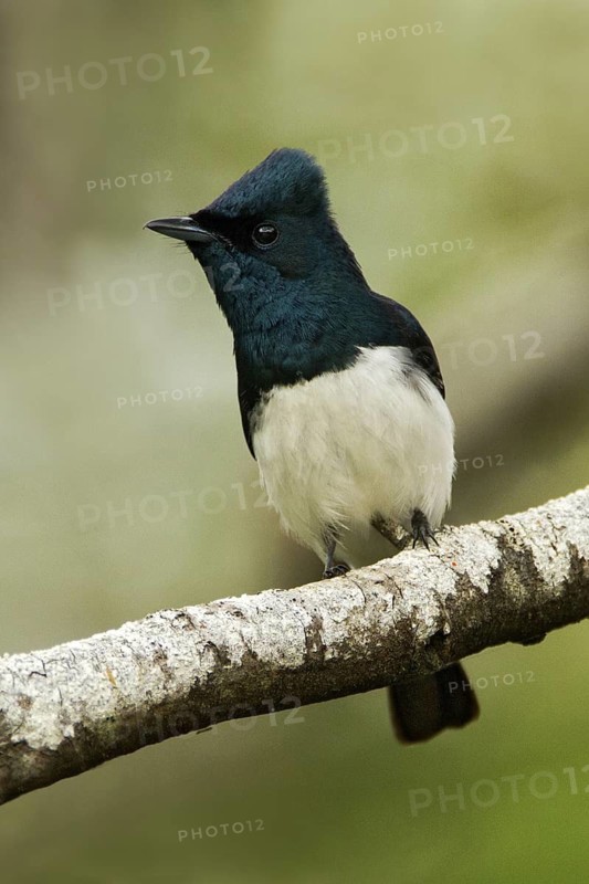 Satin Flycatcher (Myiagra cyanoleuca) male, Tasmania, Australia
