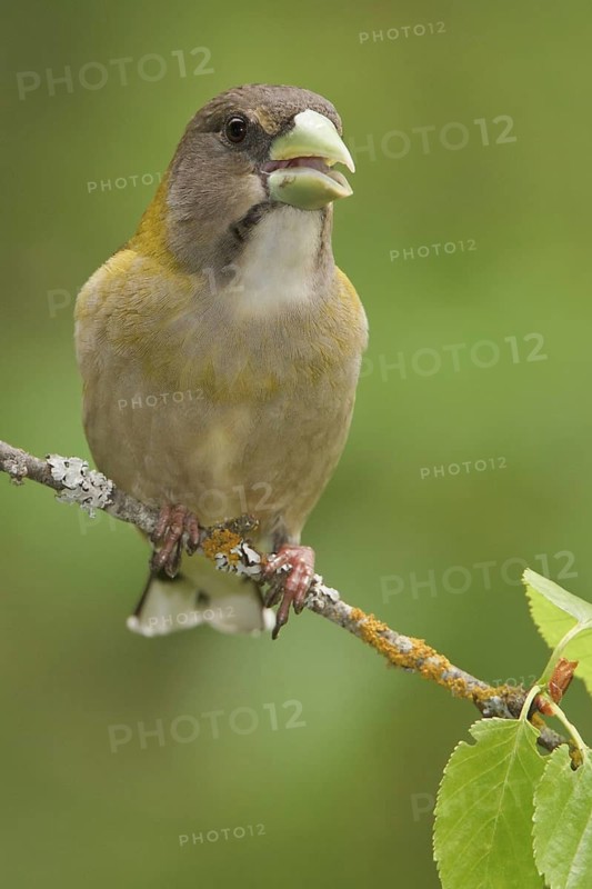 Evening Grosbeak (Hesperiphona vespertina) female, British Columbia, Canada
