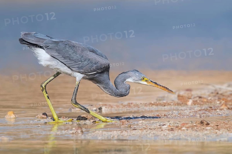 Western Reef Heron (Egretta gularis), Eilat, Israel